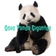 Osos Panda Gigantes