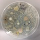 September 2022 Pod: Environmental Antibiotic Resistance