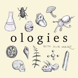 Smologies #4: BEES with Amanda Shaw