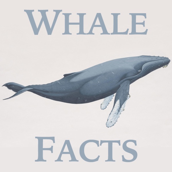 Whale Facts Artwork