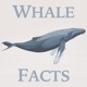 Whale Facts