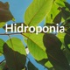 Hidroponia 
