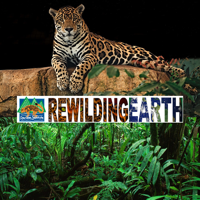 Episode 98: The Story Of Fire and Ecological Restoration with Deborah Landau