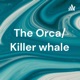 Killer Whales/Orcas