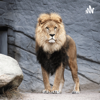 the lion king - Josh hall