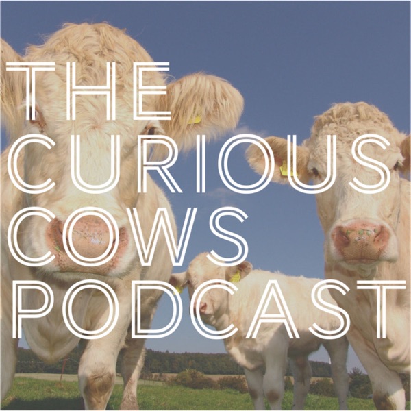 Curious Cows Artwork