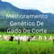 Podcast sobre melhoramento genético de gado de corte no Brasil