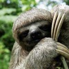Sloths artwork