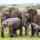 El desarrollo de los elefantes