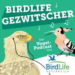 61. Das Rotkehlchen: Österreichs beliebtester Singvogel?