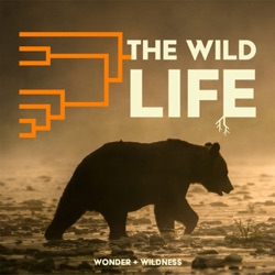 Reintroducing The Wild Life + The Path Forward