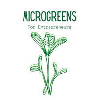 Swiss chard microgreens