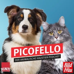 Trailer: Picofello