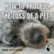How To Process The Loss Of A Pet?