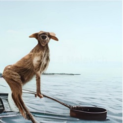 Трое в лодке, не стесняясь собаки