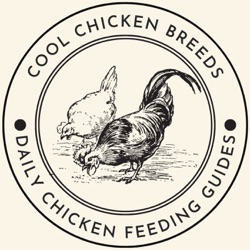 Chicken Breeds Types Guides - chickenidentifier.com