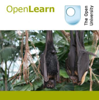 Studying mammals: life in the trees - for iBooks podcast