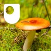 Investigating fungi: the wood-wide web - for iPad/Mac/PC artwork