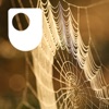 Investigating spiders: life on a thread - for iPod/iPhone artwork
