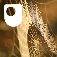 Investigating spiders: life on a thread - for iPod/iPhone podcast
