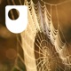 Investigating spiders: life on a thread - for iPod/iPhone