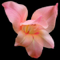Kabbalah 4 Women