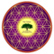 Feng Shui Simplified