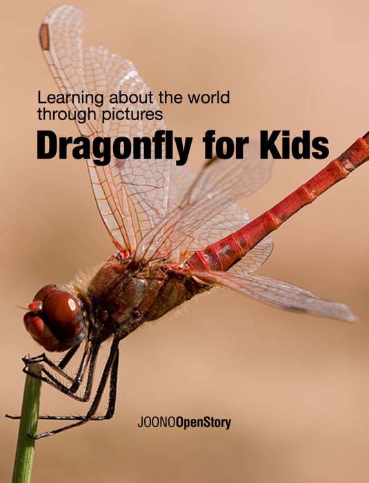 Dragonfly for Kids