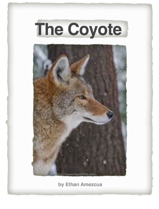 Coyote