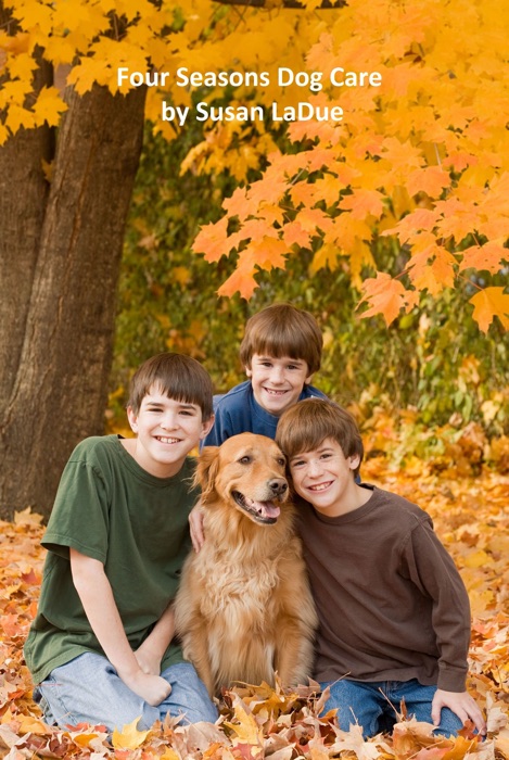 Four Seasons Dog Care: What Dog Owners Should Do As the Seasons Change