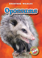 Emily Green - Opossums artwork