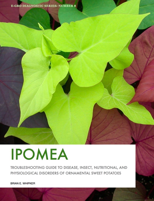 Ipomea