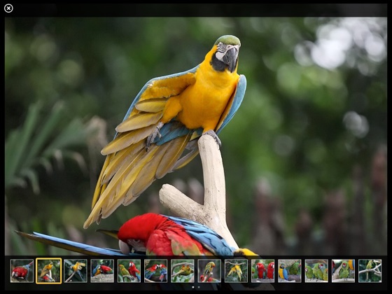 ‎Parrots on Apple Books