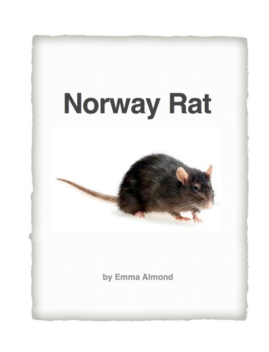 Norway Rat