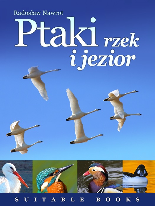 Ptaki rzek i jezior