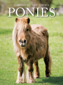 Ponies - Snapshot Picture Library