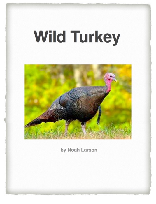 Wild Turkey