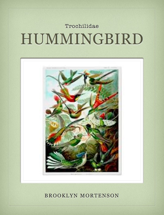 hummingbird nicola davies