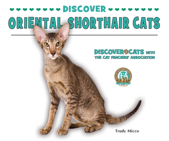 Discover Oriental Shorthair Cats