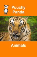 Puuchy Panda Animals