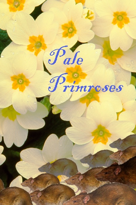 Pale Primroses