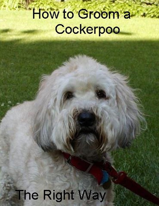 How to Groom a Cockerpoo