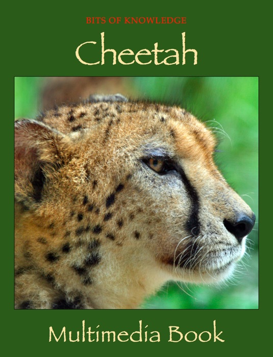 Cheetah