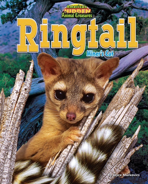 Ringtail