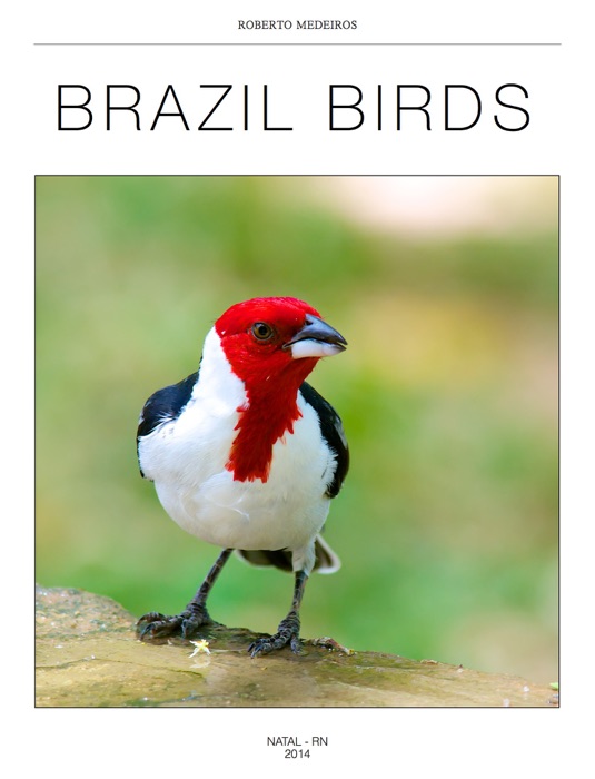 Brazil Birds