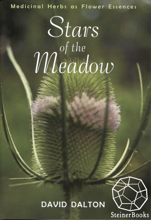 Stars of the Meadow