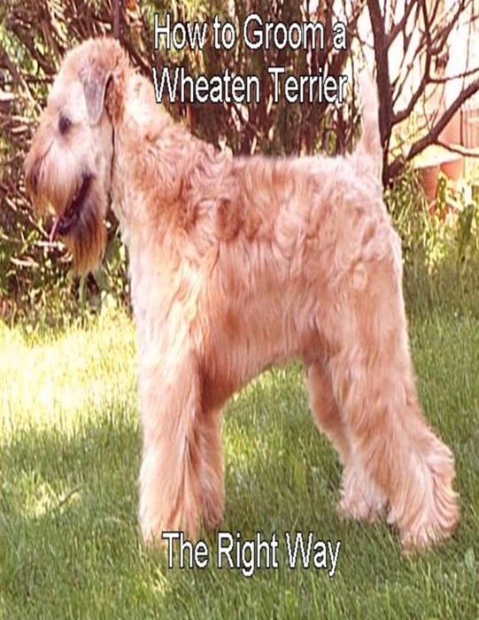 How to Groom a Wheaten Terrier the Right Way
