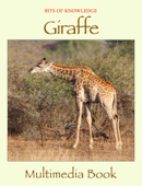 Giraffe - Winktolearn & Virtual GS