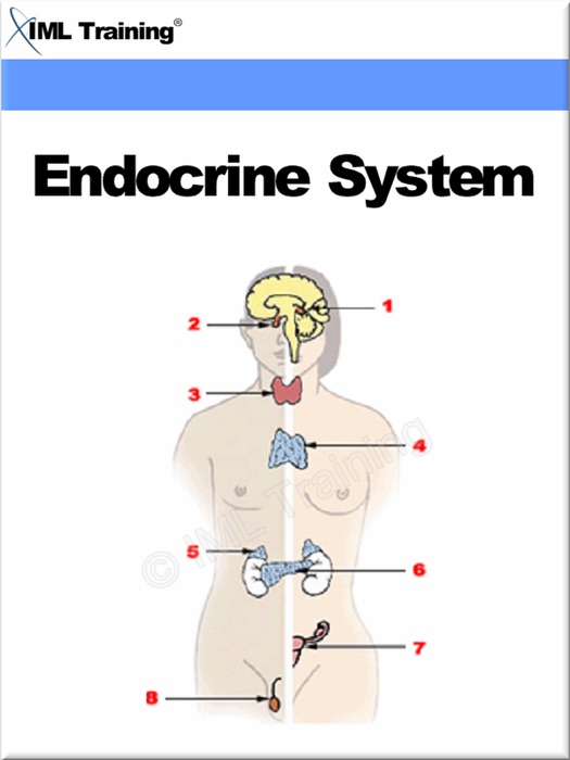 Endocrine System (Human Body)