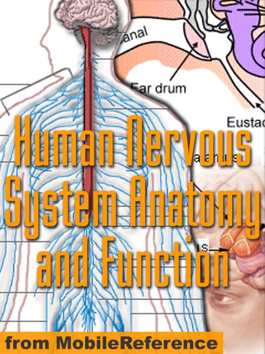 Human Nervous System Anatomy and Function Study Guide